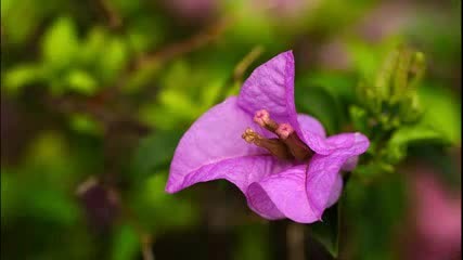 yiruma -river flows in you