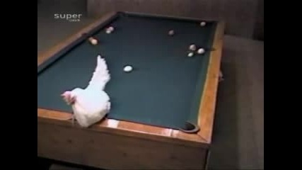 Кокошката Играе Билярд...