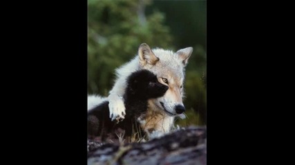 Wolfs(drakanmaster)