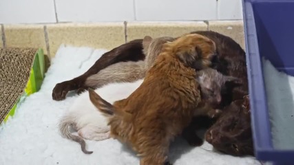 Котка се грижи за малко кученце