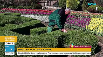 Парад на лалетата превръща Ботаническата градина в Балчик в цветна приказка