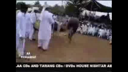 Funny Horse Dance