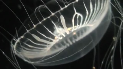 Прелести от дълбините - медузи. 