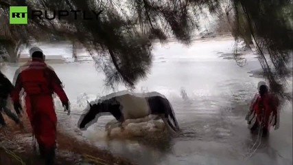 Пожарникари спасяват кон от замръзнало езеро