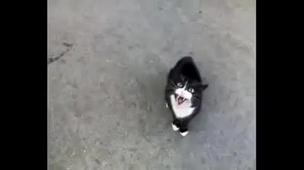 Котка в истерия