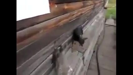 Пинчер носи на гръб котка, за да я прибере вкъщи!