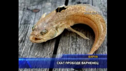 Варна е Скат