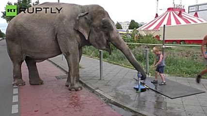 Maja the Elephant Takes a Stroll Down the Streets of Berlin