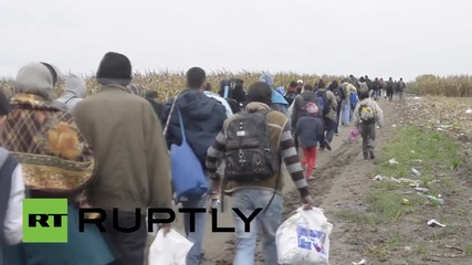 Serbia: Refugees walk through crop fields to reach Croatian border