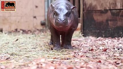 В чешки зоопарк показаха за пръв път хипопотамче от застрашен вид (ВИДЕО)