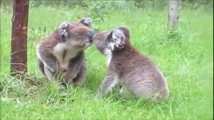 Коали влизат в кратък ръкопашен бой , смях