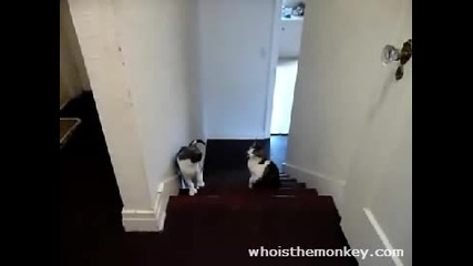 Боксов Мач Между Котки