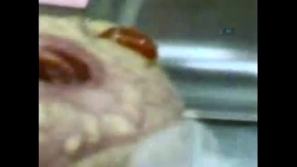 Korkutan Bebek