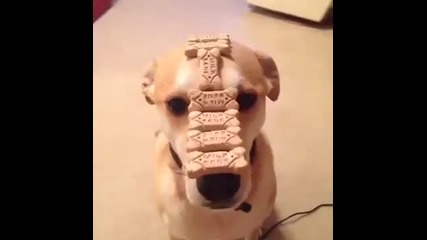 Куче има толкова много бисквити на носа си, че не знае какво да прави