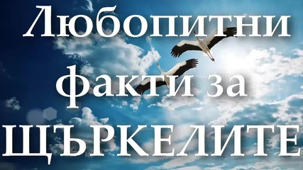 Факти за щъркелите