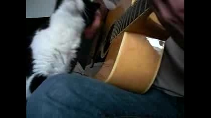 И котките обичат китарите...