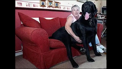 Най-големите Кучета в Света