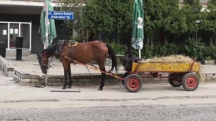Коневръза в с. Войводиново, Пловдив