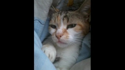 Ridiculously Photogenic Cat