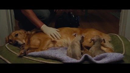 The Choice (2016, трейлър)