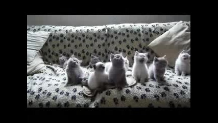 Смешни Музикални Котета