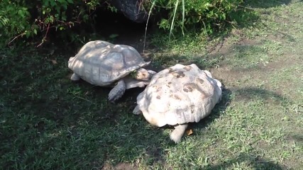 Костенурка помага на друга костенурка да се обърне.