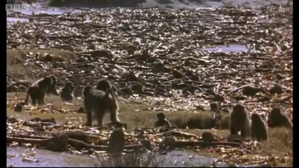 Lunchtime for Baboons - Mountain of the Sea - Bbc 