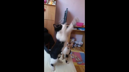 Кофти падане Смях