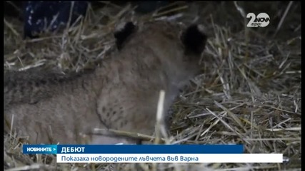 Показаха новородените лъвчета във Варна