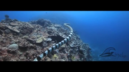 Подводния Свят на Тонга