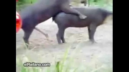 Смях - любов между тапири 
