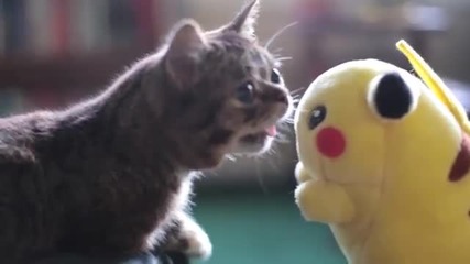 Любопитно котенце се запознава с Пикачу