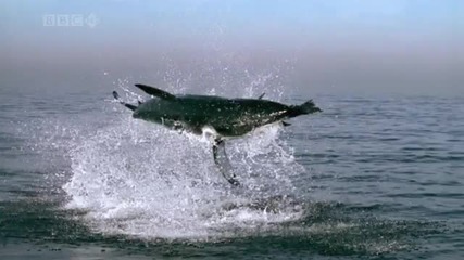 Shark attack (slow motion) Hd