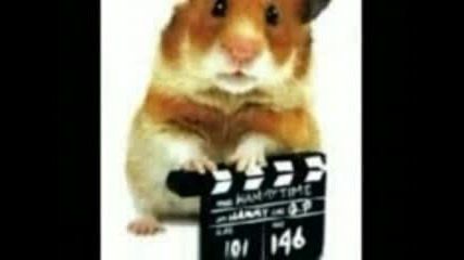 Cute Hamster Dance