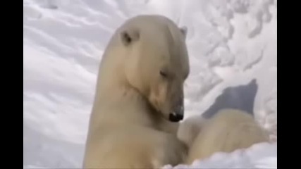 Polar Bear