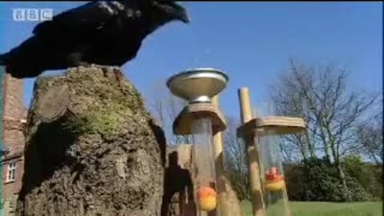 Гарги тест - умни хващания - Ббс Животни 