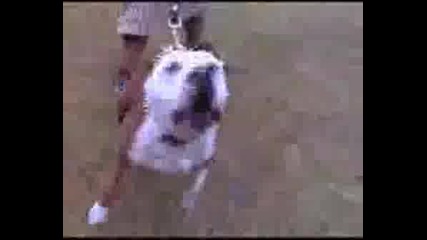 Pitbull