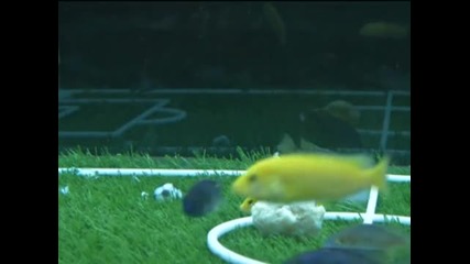ribi igraiat futbol