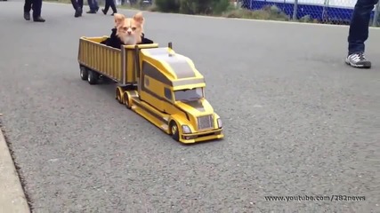 Кученце с личен транспорт