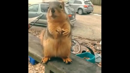 A Hilarious Talking Squirrel.