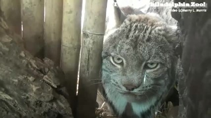 Това Рисче изглежда нещастно!