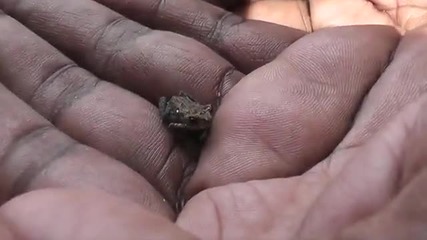 Най-малката жабка на света