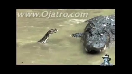 Python vs Alligator 01