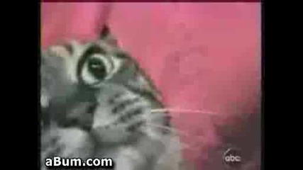 Луда Котка Пее !!!!