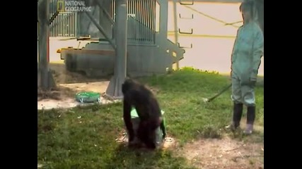 шимпанзетата могат ли да бъдат най добрия приятел на човека 
