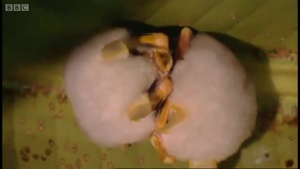 Tent - making bats - Deep into the Wild - Bbc 