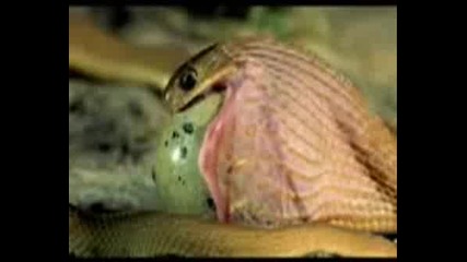 Snake Eating Hole Egg