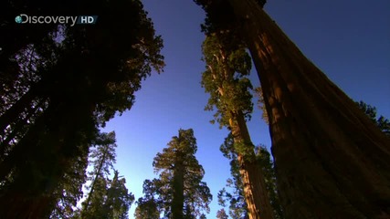 Sunrise Earth - Sequoia Light ( Part 1 / 5 ) * H D * 