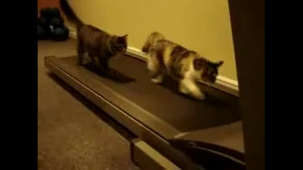 2 котенца спортуват 