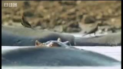 How hippos manage their young - cute baby animals - Bbc wildlife 